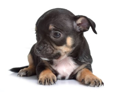 köpek chihuahua Studio