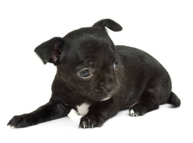 köpek chihuahua Studio