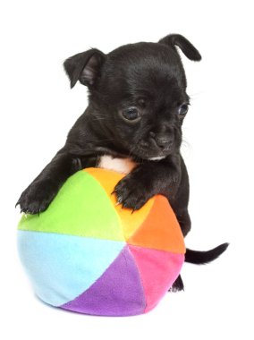 köpek chihuahua Studio