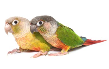 conure studio tarçın