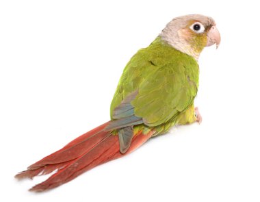 conure studio tarçın