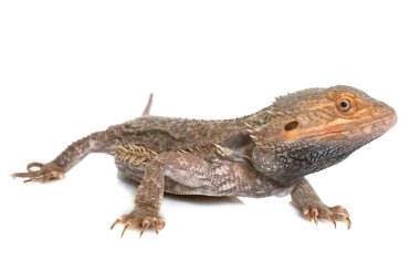 Studio sakallı Ejder