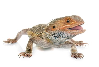 Studio sakallı Ejder