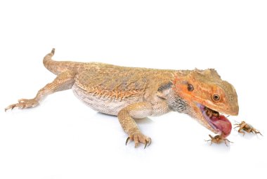 bearded dragons eating cricket clipart