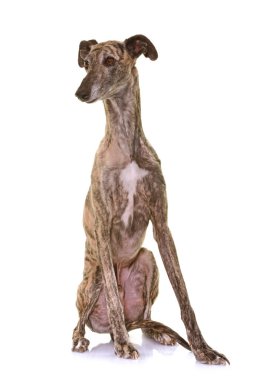 galgo espanol in studio