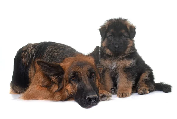 Welpe und erwachsener Schäferhund — Stockfoto