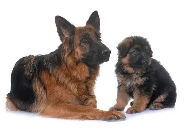 Puppy and adult german shepherd — Stock Photo, Image