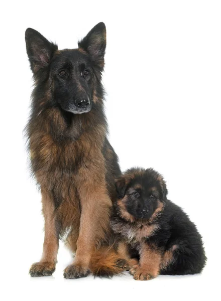 Puppy en adult Duitse herder — Stockfoto