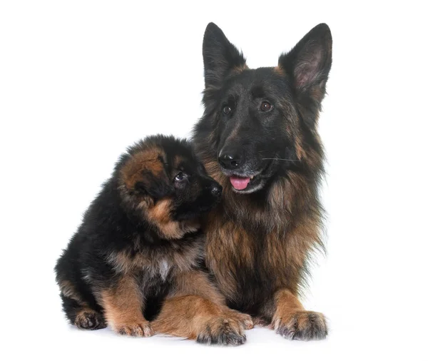 Cachorro y pastor alemán adulto — Foto de Stock