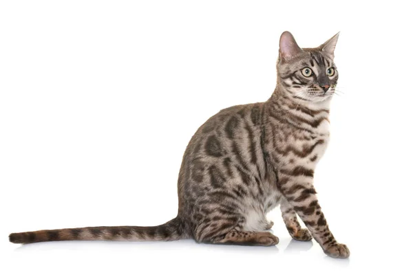 Bengal katt i studio — Stockfoto