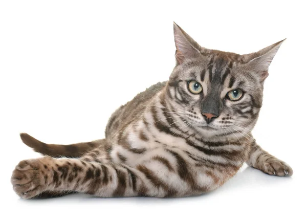 Bengal cat in studio — Stock Photo, Image