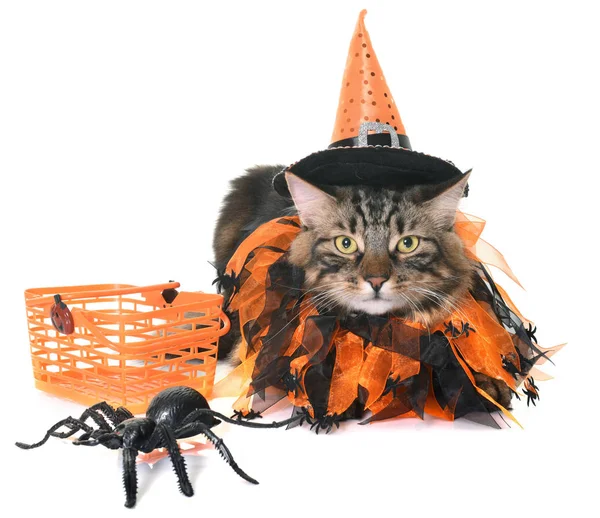 Maine coon gato y halloween — Foto de Stock