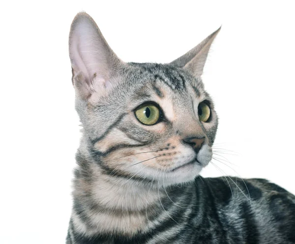 スタジオのベンガル子猫 — ストック写真