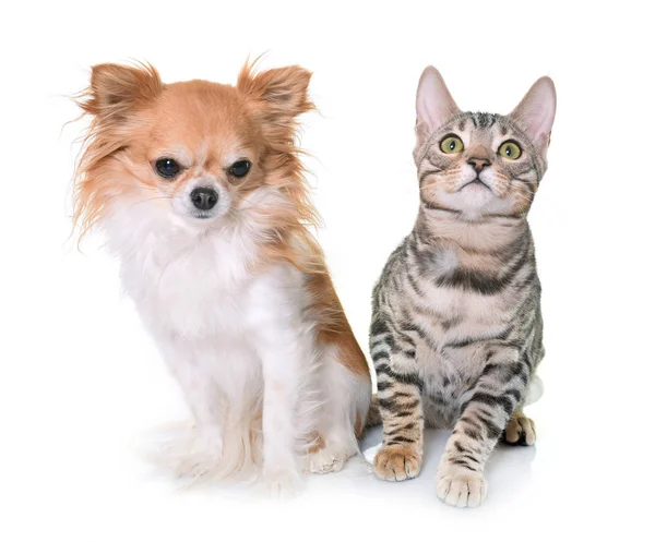 Bengal yavru kedi ve chihuahua — Stok fotoğraf