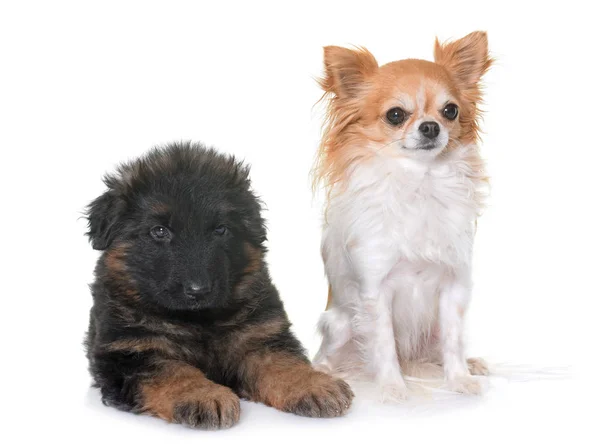 Puppy Duitse herder en een chihuahua — Stockfoto