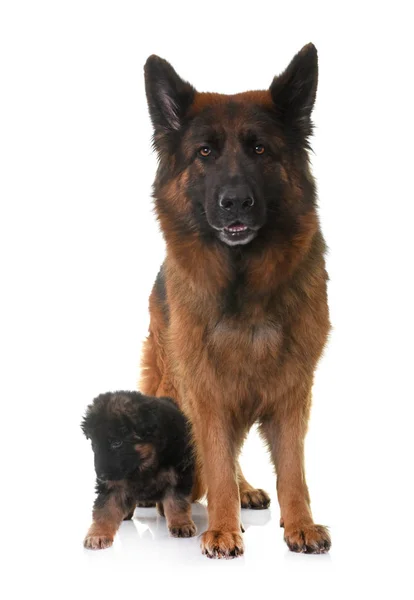 Cachorro y pastor alemán adulto — Foto de Stock