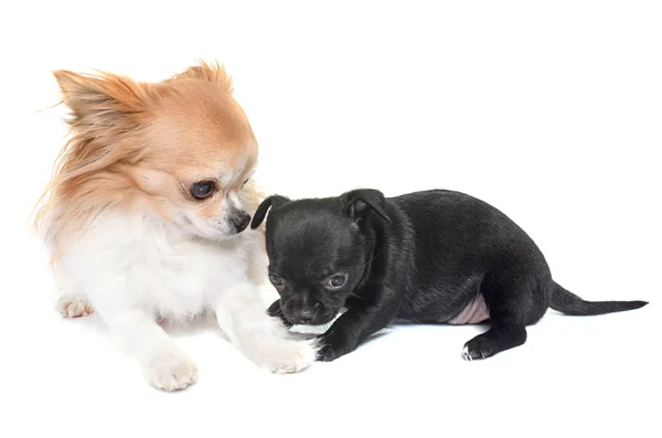 Cachorro y chihuahua adulto — Foto de Stock
