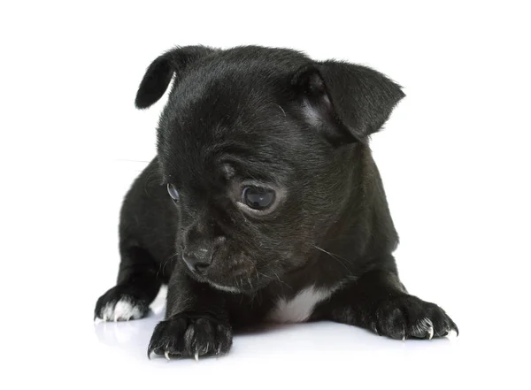 Chihuahua filhote de cachorro no estúdio — Fotografia de Stock