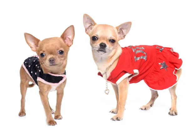 Dressed puppies chihuahua — Stock Photo, Image