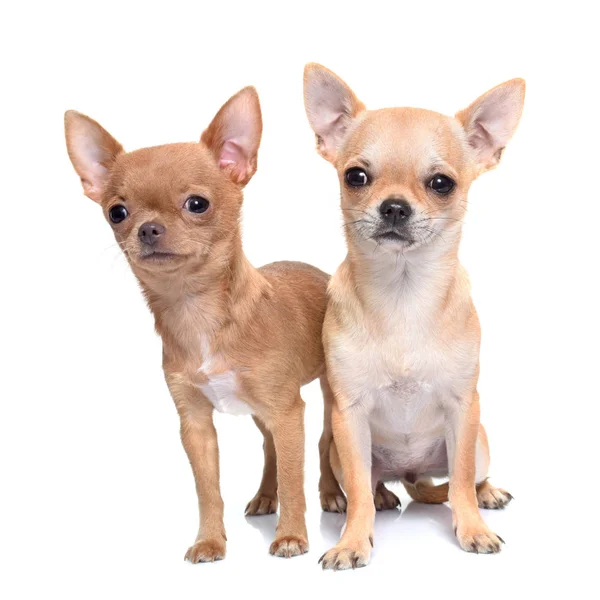 Filhotes de cachorro chihuahua no estúdio — Fotografia de Stock