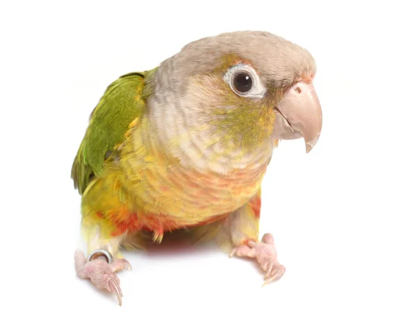 Papegaaiachtigen kaneel in studio — Stockfoto