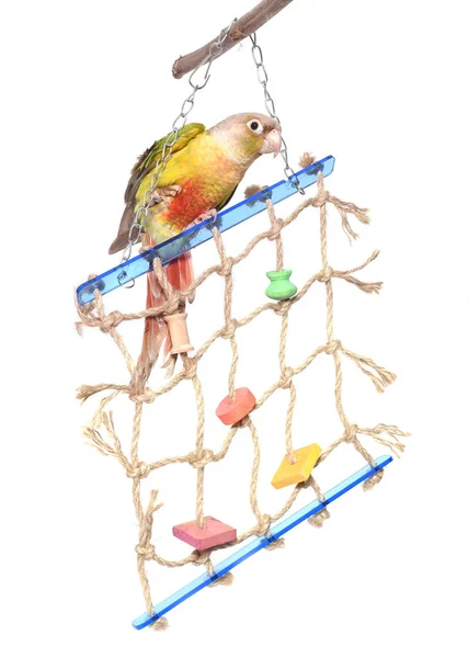 Toy for parrot — Stock Photo, Image