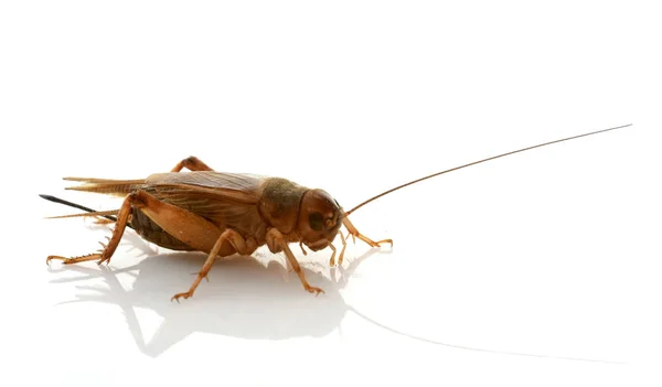 Cricket im Studio — Stockfoto