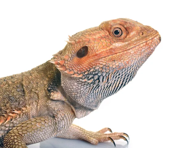 Bearded dragons in studio — Stock Photo, Image