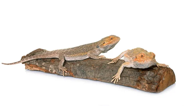 Bearded dragons in studio — Stock Photo, Image