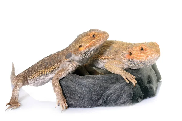 Bearded dragons in studio — Stock Photo, Image