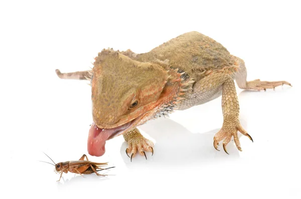 Dragões barbudos comendo críquete — Fotografia de Stock