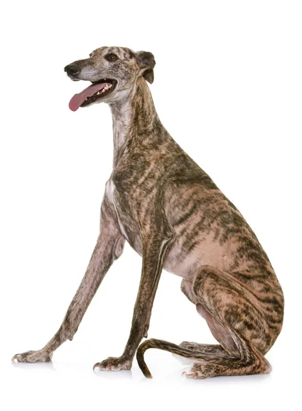 Galgo espanol in studio — Zdjęcie stockowe