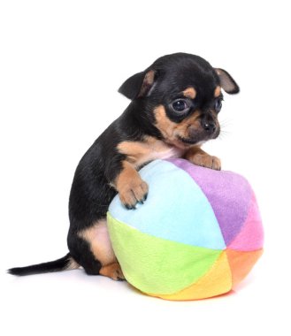 köpek chihuahua Studio