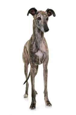 galgo espanol in studio