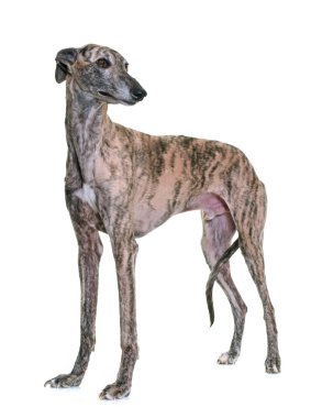 galgo espanol in studio