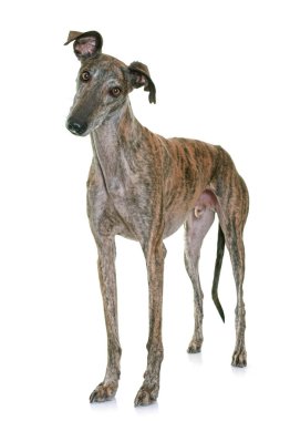 galgo espanol in studio