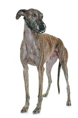 galgo espanol ve namlu