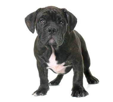 köpek Amerikan staffordshire terrier