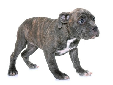 köpek Amerikan staffordshire terrier
