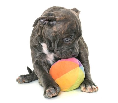 köpek Amerikan staffordshire terrier