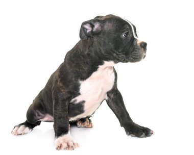 köpek Amerikan staffordshire terrier