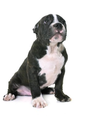 köpek Amerikan staffordshire terrier
