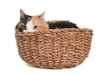 Studio üç renkli kedi