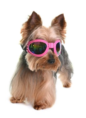 Yorkshire terrier Studio
