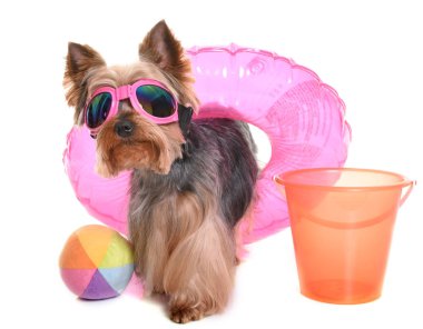 Yorkshire terrier tatil
