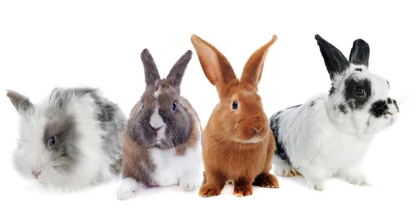 Tavşan grup — Stok fotoğraf