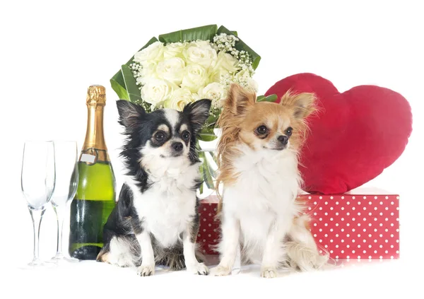 Saint Valentine's Day and chihuahua — Stock Photo, Image