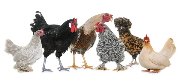 Grupo de frango — Fotografia de Stock
