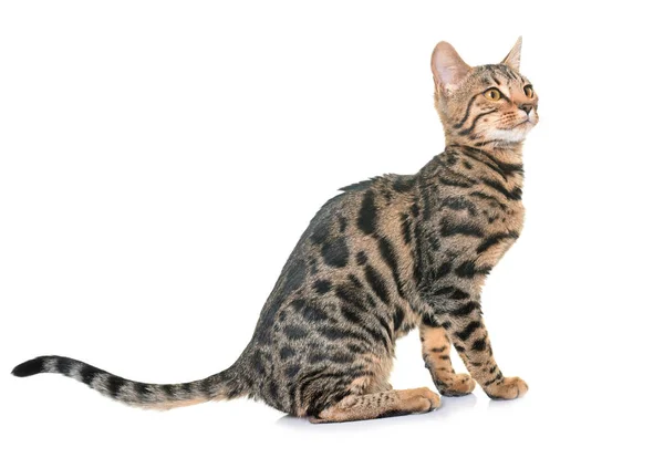 Bengal cat in studio — Stock Photo, Image