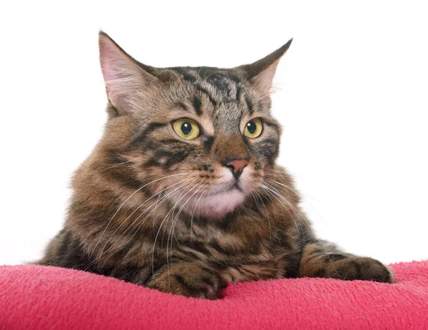 Maine coon cat — Stock Photo, Image